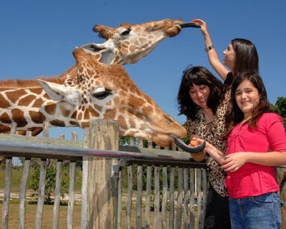 Zoo Miami: O maior zoológico da Flórida