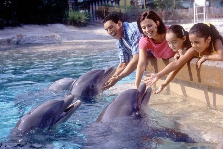 Alimentar os golfinhos no SeaWorld Orlando