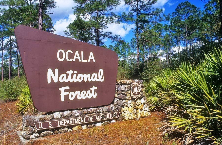 Ocala National Florest na Flórida