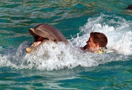 Nadando com golfinhos no parque Discovery Cove em Orlando