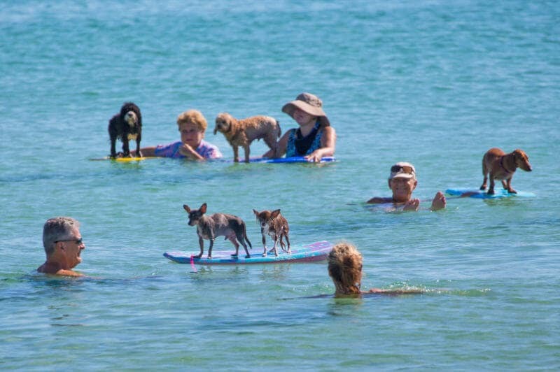 Cães em praia de Miami