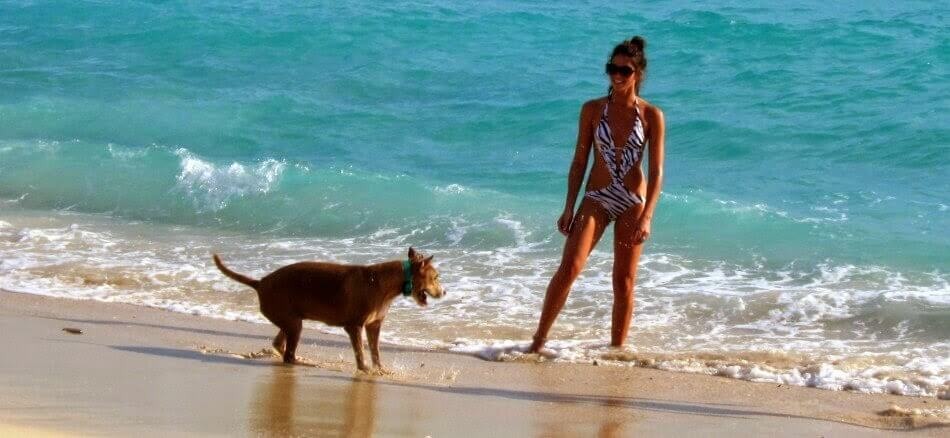 Praia Key Biscayne em Miami aceita cachorros