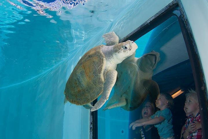Florida Aquarium em Tampa