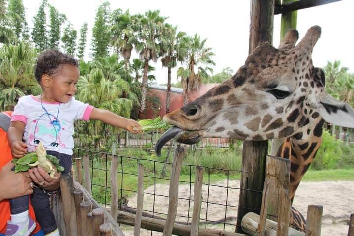 Girafa no Zoológico Lowry Park em Tampa 