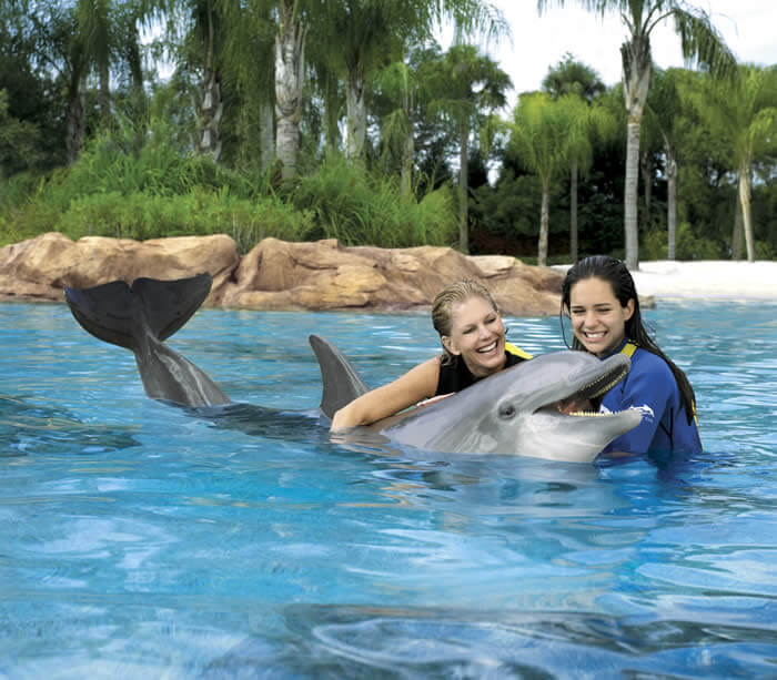  Dolphin Cove no Sea World em Orlando 