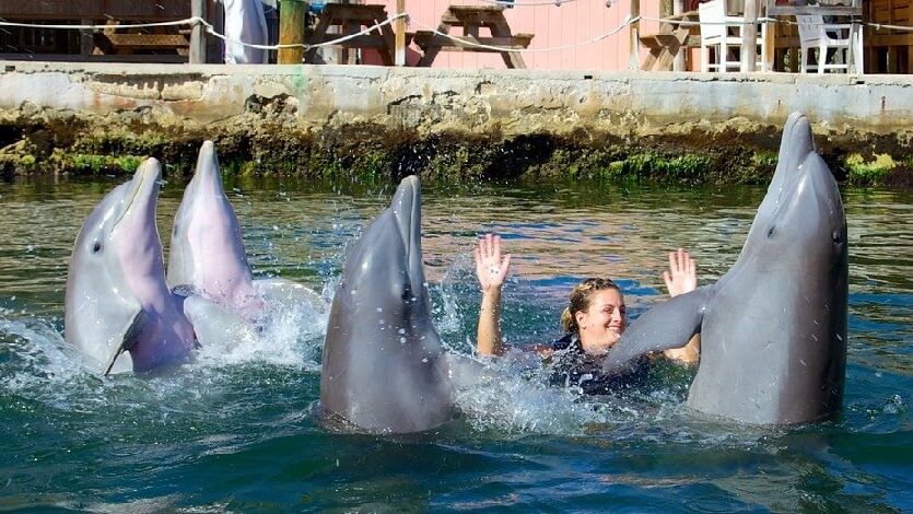 Dolphin Cove nas ilhas Keys 