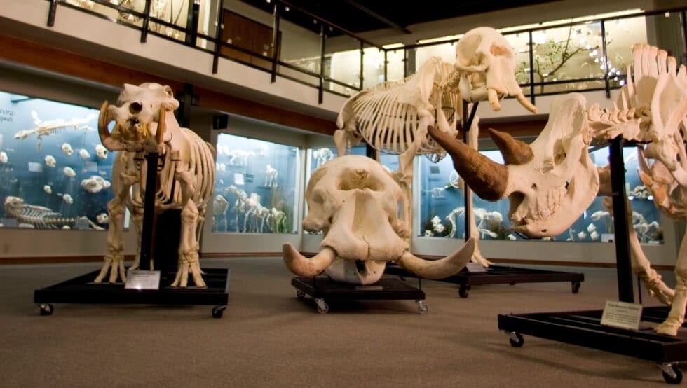 Museu de esqueletos Skeletons em Orlando