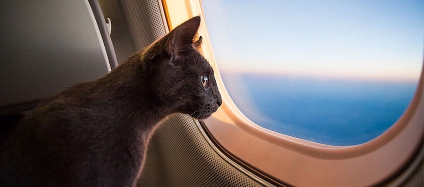 Viajando com seu gato de estimação