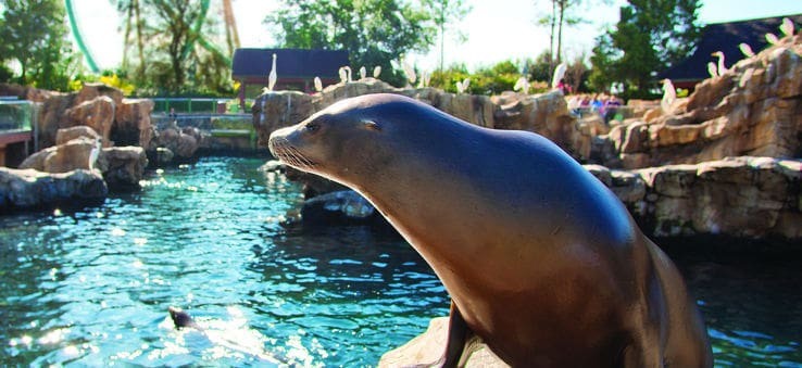 Animal na piscina do SeaWorld