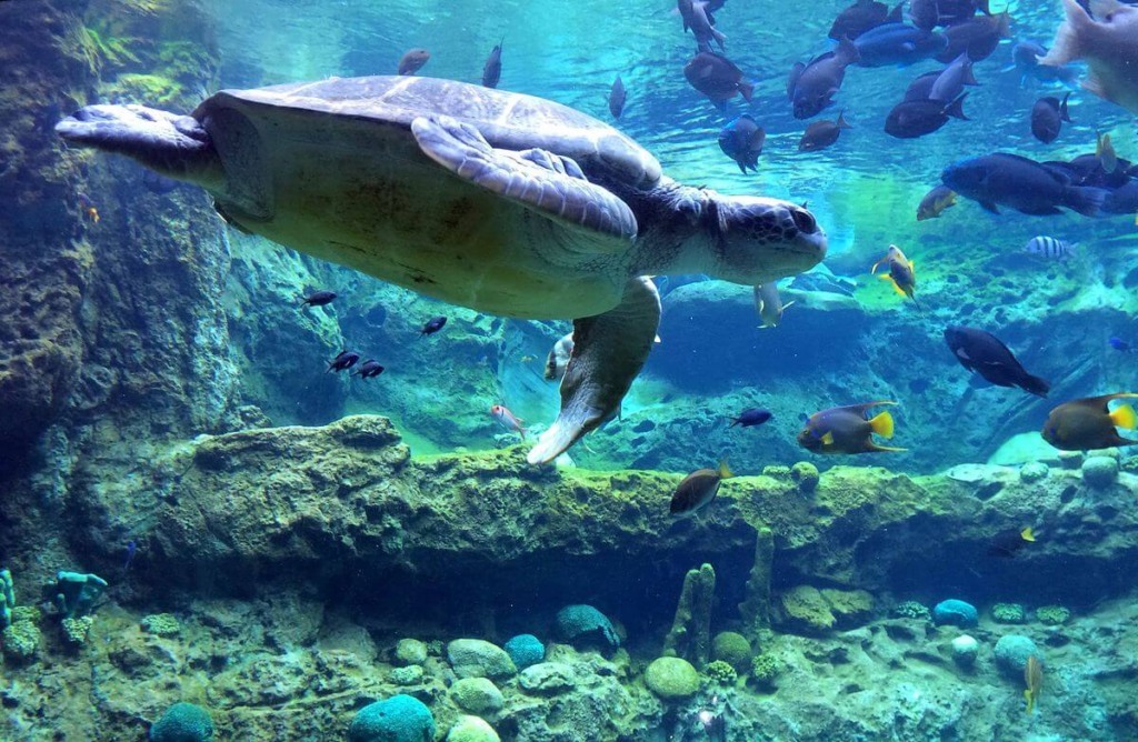 Quais animais você encontra no SeaWorld em Orlando: Animal na piscina do SeaWorld