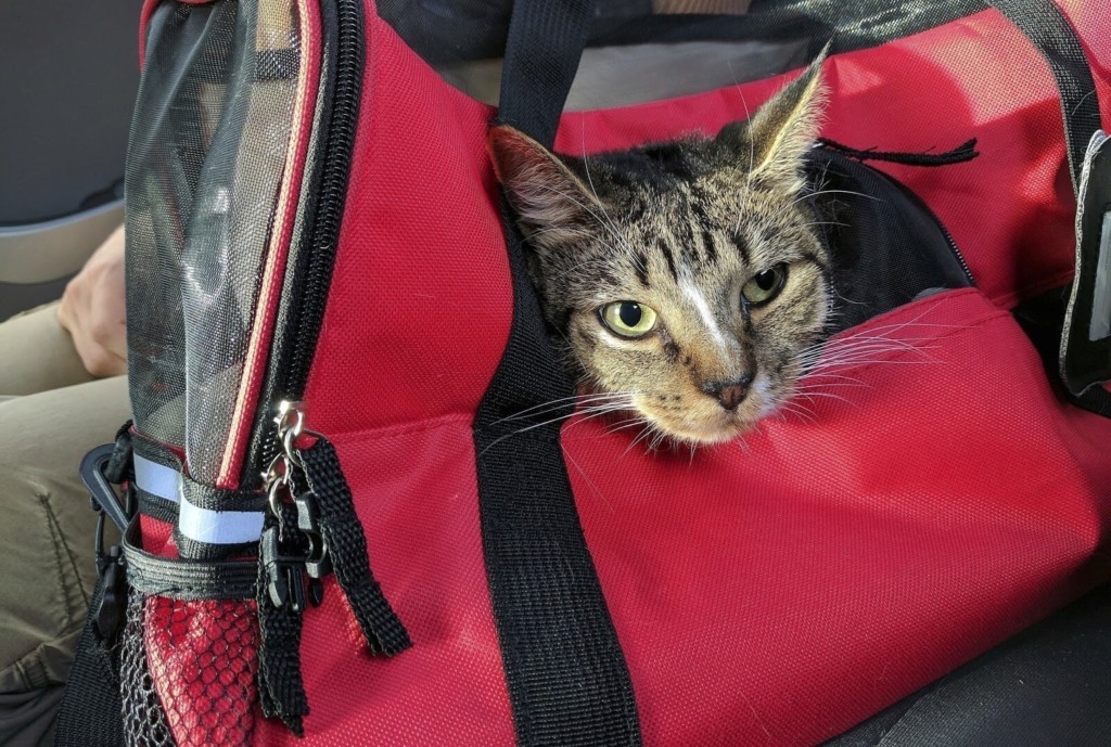 Casinha para viajar com seu gato de estimação