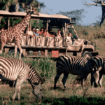 Safari no Parque Disney Animal Kingdom