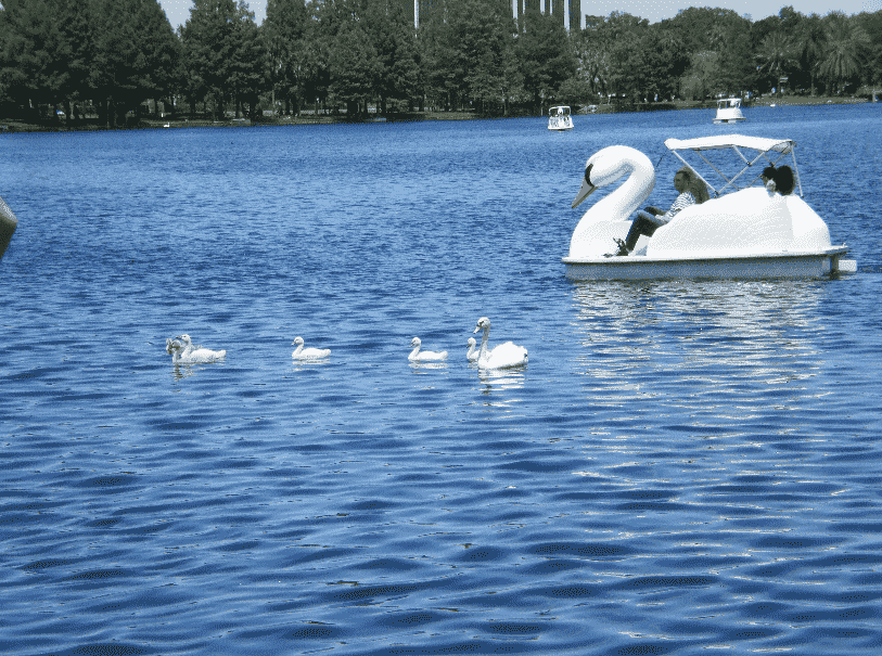 Pedalinhos no Lake Eola em Orlando