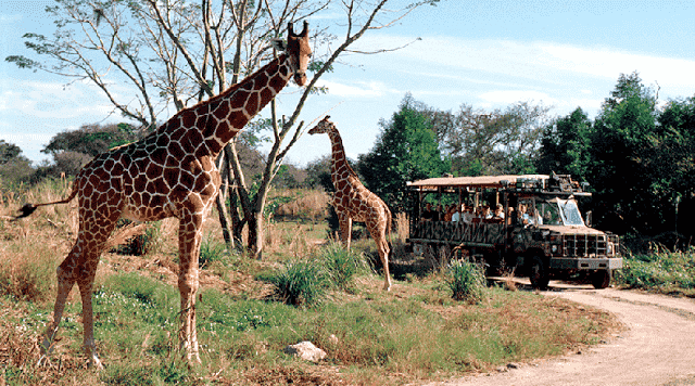Kilimanjaro Safaris no Animal Kingdom em Orlando 