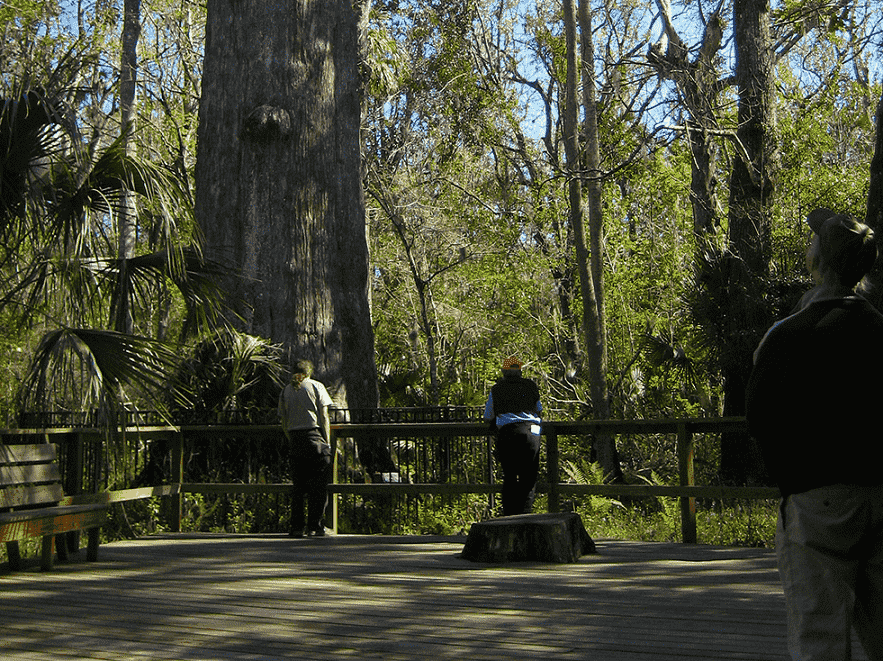 Big Tree Park em Orlando 