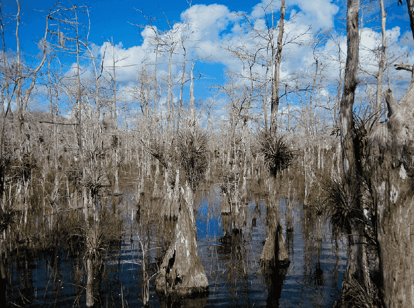 Big Cypress Swamp em Everglades em Miami 