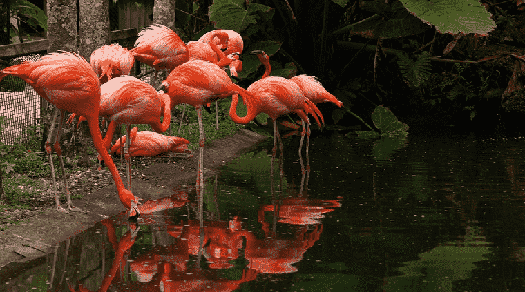 Flamingo Gardens em Miami