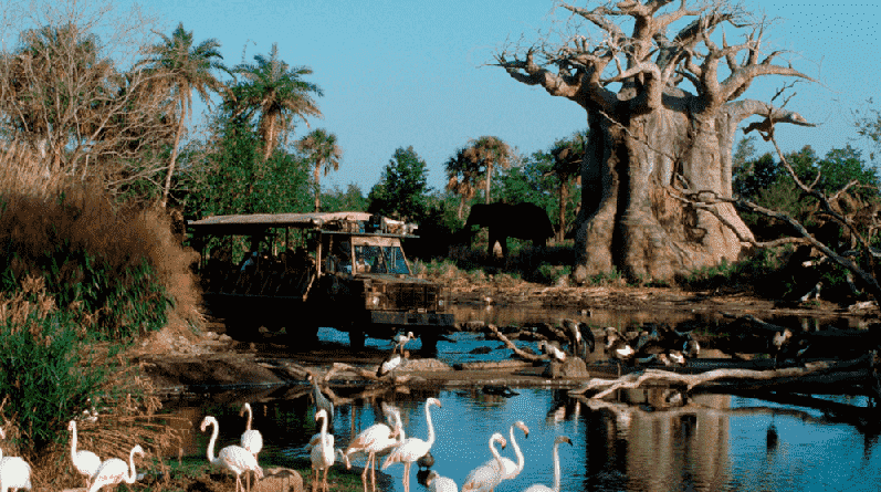 Kilimanjaro Safaris no Disney Animal Kingdom em Orlando 