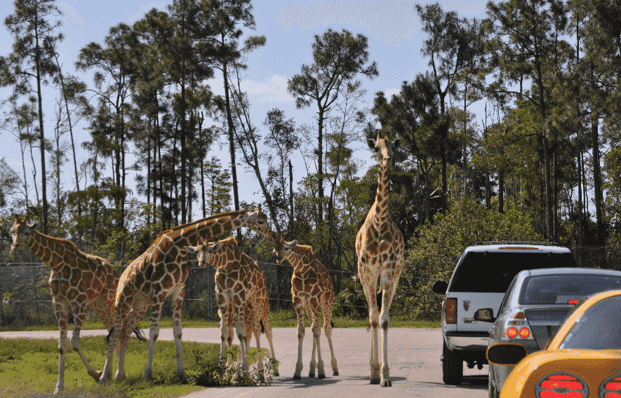 Loin Country Safari em Miami