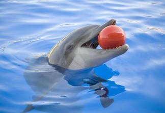 Não é mais permitido alimentar os golfinhos no SeaWorld Orlando