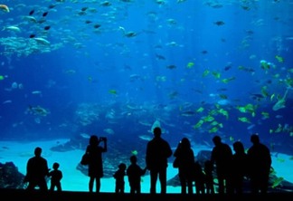 Miami Seaquarium: O maior aquário da Flórida