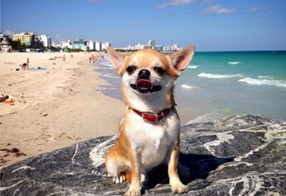 Praias para levar o cachorro em Miami