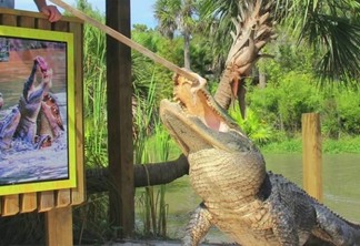 Parque dos jacarés Wild Florida Airboats & Gator
