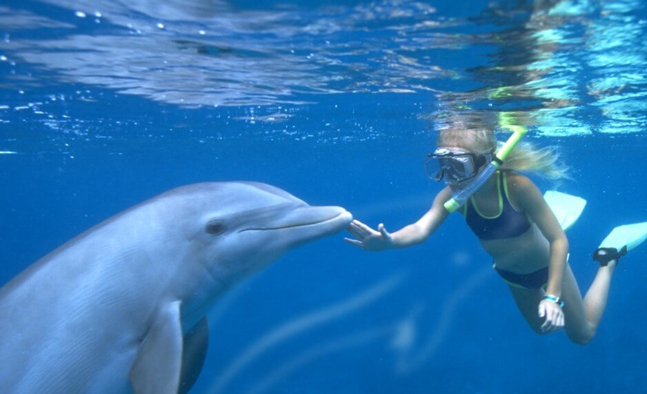 Parque Discovery Cove Orlando - Delfines
