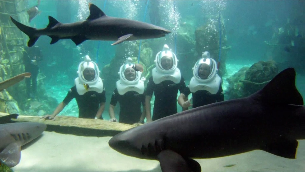 Encontro com tubarões no Seaventure: Passeio Subaquático no parque Discovery Cove Orlando