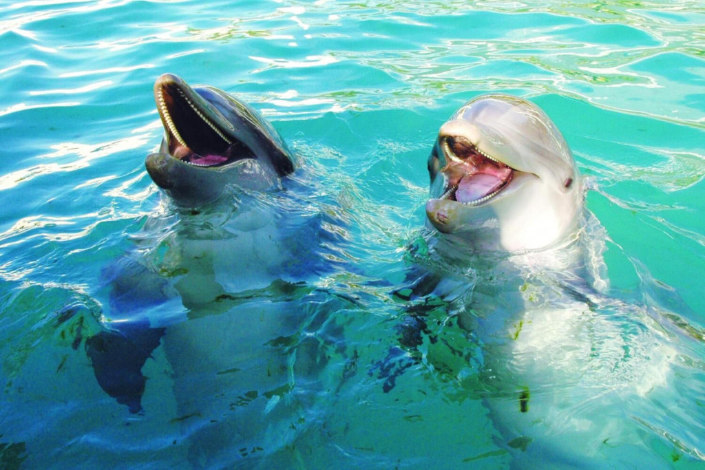 Golfinhos no Seaquarium em Miami