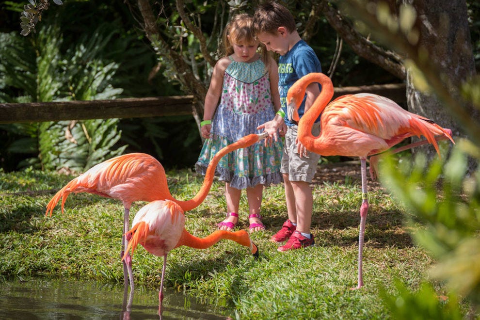 Zoológico Sarasota Jungle Gardens