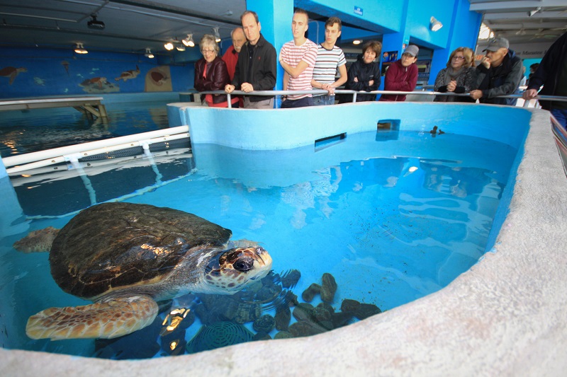 Mote Marine Laboratory & Aquarium em Sarasota