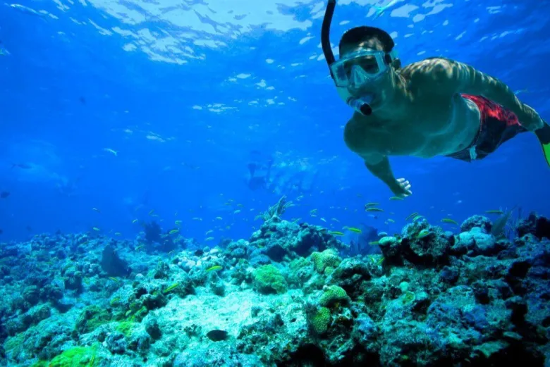 Mergulho com snorkel em Key West