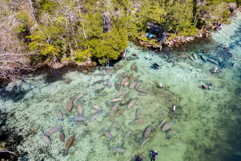 Nadar com peixes-boi no rio Crystal em Orlando