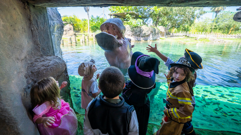 Crianças em atração no Halloween Spooktacular no Busch Gardens Tampa